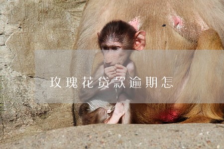 玫瑰花贷款逾期怎 玫瑰花贷款逾期怎