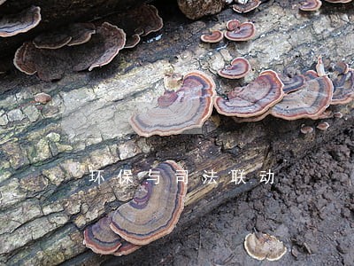 环保与司法联动 环保与司法联动