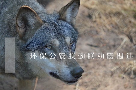 环保公安联勤联动震慑违法行为 环保公安联勤联动震慑违法行为