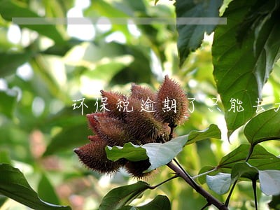 环保税逾期了只能去大厅申报嘛 环保税逾期了只能去大厅申报嘛
