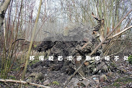 环保税首次逾期申报不处罚
