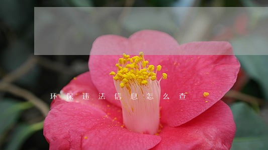 环保违法信息怎么查 环保违法信息怎么查