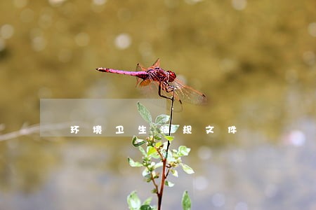 环境卫生法规文件