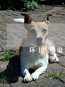 环境污染司法解释理解与适用 环境污染司法解释理解与适用