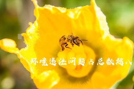 环境违法问题占总数超八成 环境违法问题占总数超八成