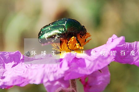 环球王丽雪法规视频百度网盘 环球王丽雪法规视频百度网盘