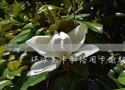 环球黑卡和信用卡逾期 环球黑卡和信用卡逾期