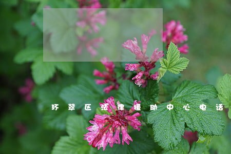 环翠区法律援助中心电话
