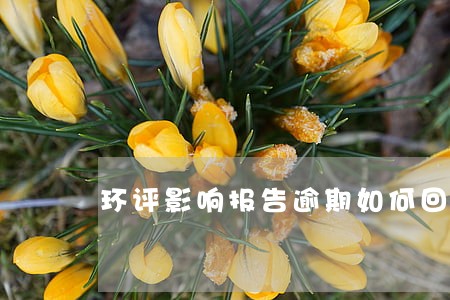 环评影响报告逾期如何回复 环评影响报告逾期如何回复