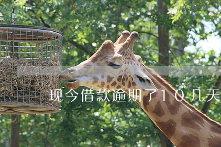 现今借款逾期了10几天了