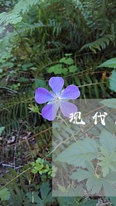 现代民法理念的修正 现代民法理念的修正