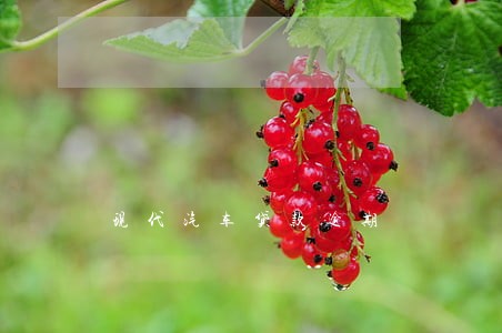 现代汽车贷款逾期 现代汽车贷款逾期