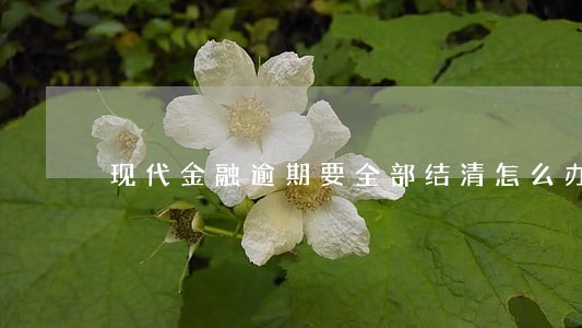 现代金融逾期要全部结清怎么办 现代金融逾期要全部结清怎么办