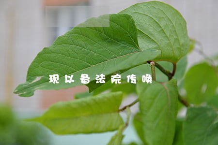 现以备法院传唤