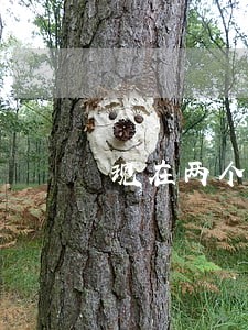 现在两个App已经逾期 现在两个App已经逾期