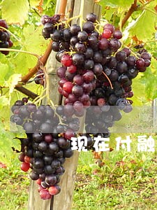 现在付融宝里的钱逾期了怎么办