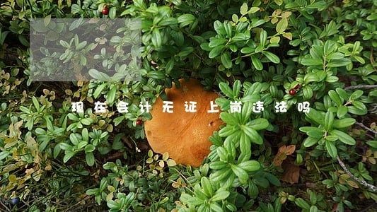 现在会计无证上岗违法吗 现在会计无证上岗违法吗