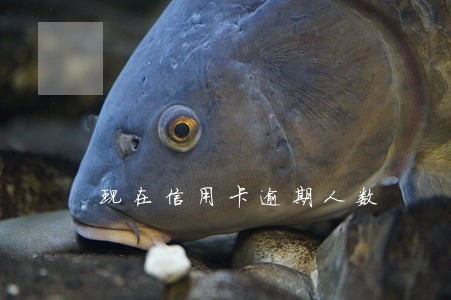 现在信用卡逾期人数 现在信用卡逾期人数