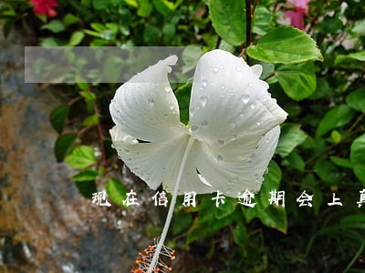 现在信用卡逾期会上真信吗