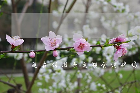 现在信用卡逾期会消掉吗 现在信用卡逾期会消掉吗