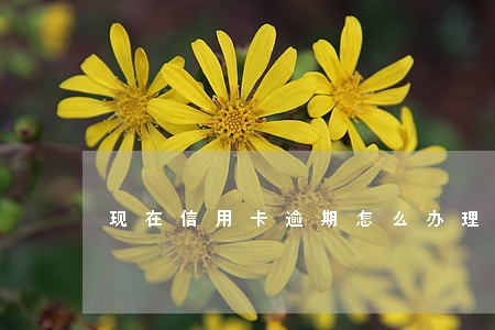 现在信用卡逾期怎么办理吗