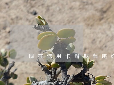 现在信用卡逾期有违约金吗 现在信用卡逾期有违约金吗