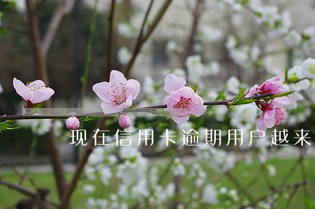 现在信用卡逾期用户越来越多 现在信用卡逾期用户越来越多