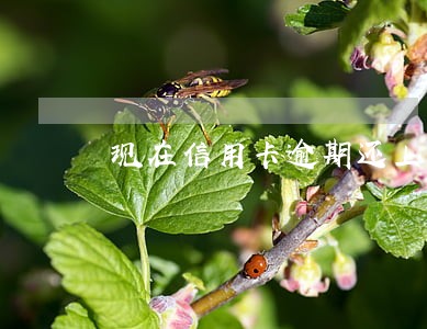 现在信用卡逾期还上报吗