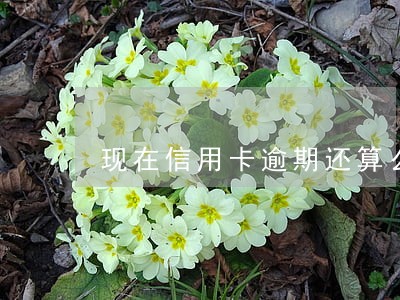 现在信用卡逾期还算么 现在信用卡逾期还算么
