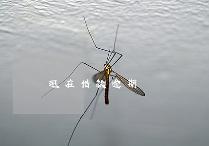 现在借款逾期 现在借款逾期