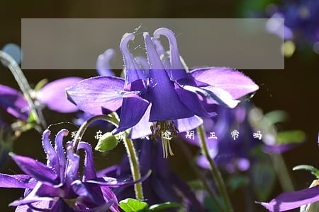 现在借款逾期正常吗 现在借款逾期正常吗