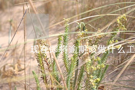现在即将逾期该做什么工作啊 现在即将逾期该做什么工作啊