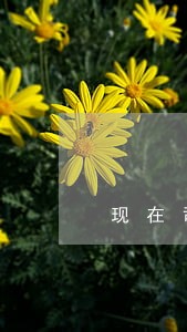 现在司法考试 现在司法考试