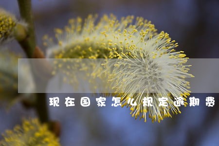 现在国家怎么规定逾期费用 现在国家怎么规定逾期费用