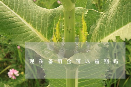 现在备用金可以逾期吗 现在备用金可以逾期吗