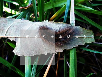 现在巴士逾期后果怎样 现在巴士逾期后果怎样