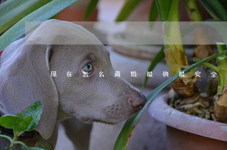 现在怎么离婚最快最安全 现在怎么离婚最快最安全