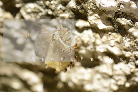 现在拍拍贷严重逾期会怎样 现在拍拍贷严重逾期会怎样