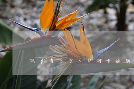 现在有多少人信用卡逾期的