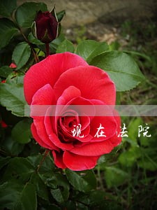 现在法院发短信通知去开庭 现在法院发短信通知去开庭