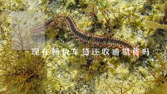 现在畅快车贷还收逾期费吗 现在畅快车贷还收逾期费吗