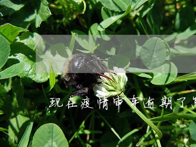 现在疫情审车逾期了怎么办 现在疫情审车逾期了怎么办