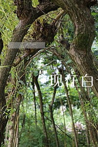 现在白卡逾期还能贷 现在白卡逾期还能贷
