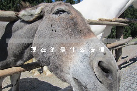 现在的是什么法律