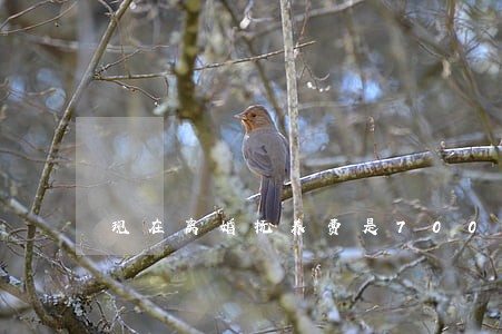 现在离婚抚养费是700吗 现在离婚抚养费是700吗