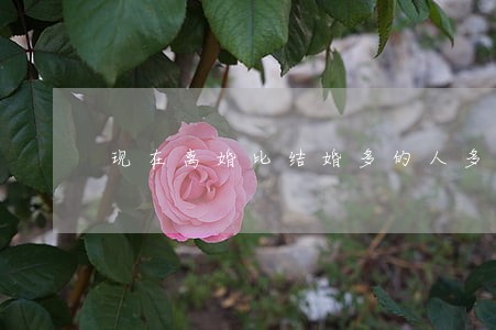 现在离婚比结婚多的人多 现在离婚比结婚多的人多