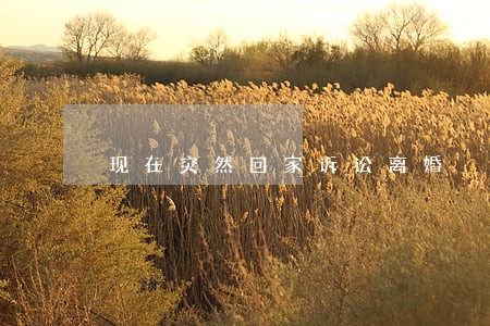 现在突然回家诉讼离婚 现在突然回家诉讼离婚
