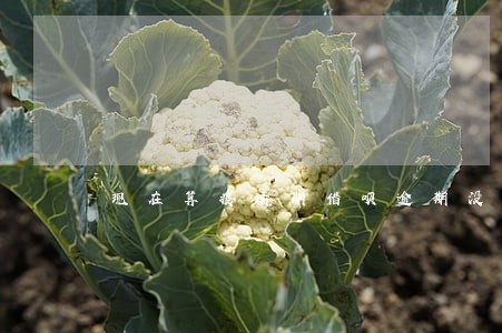 现在算疫情期借呗逾期没事吧 现在算疫情期借呗逾期没事吧
