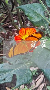 现在网贷逾期叫我2小时内还 现在网贷逾期叫我2小时内还