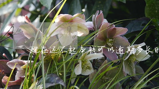 现在还不起本钱可以逾期多长时间 现在还不起本钱可以逾期多长时间
